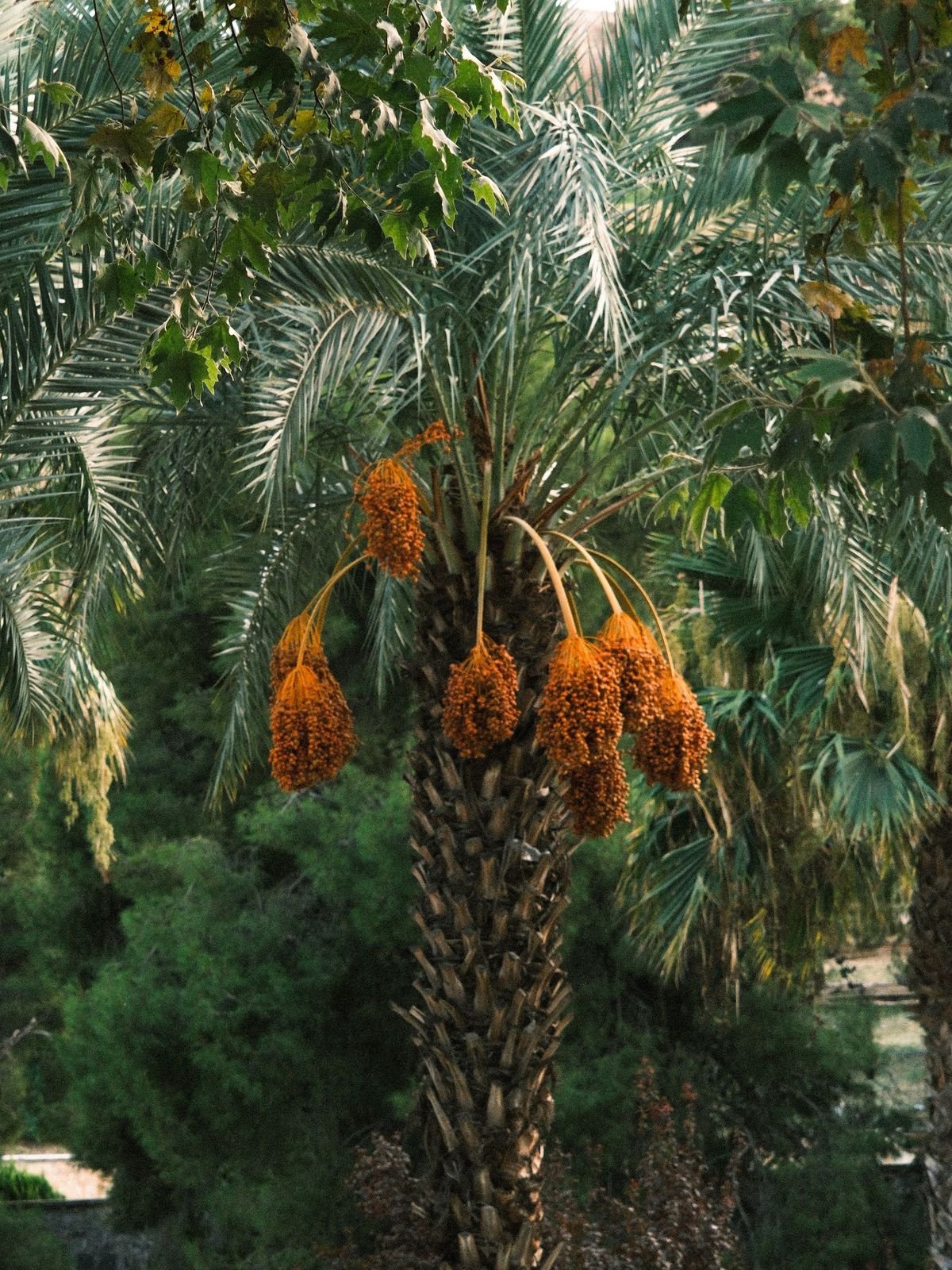 Desert Trails and Green Oases