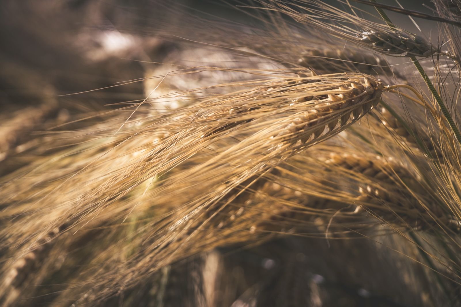 Harvest of war
