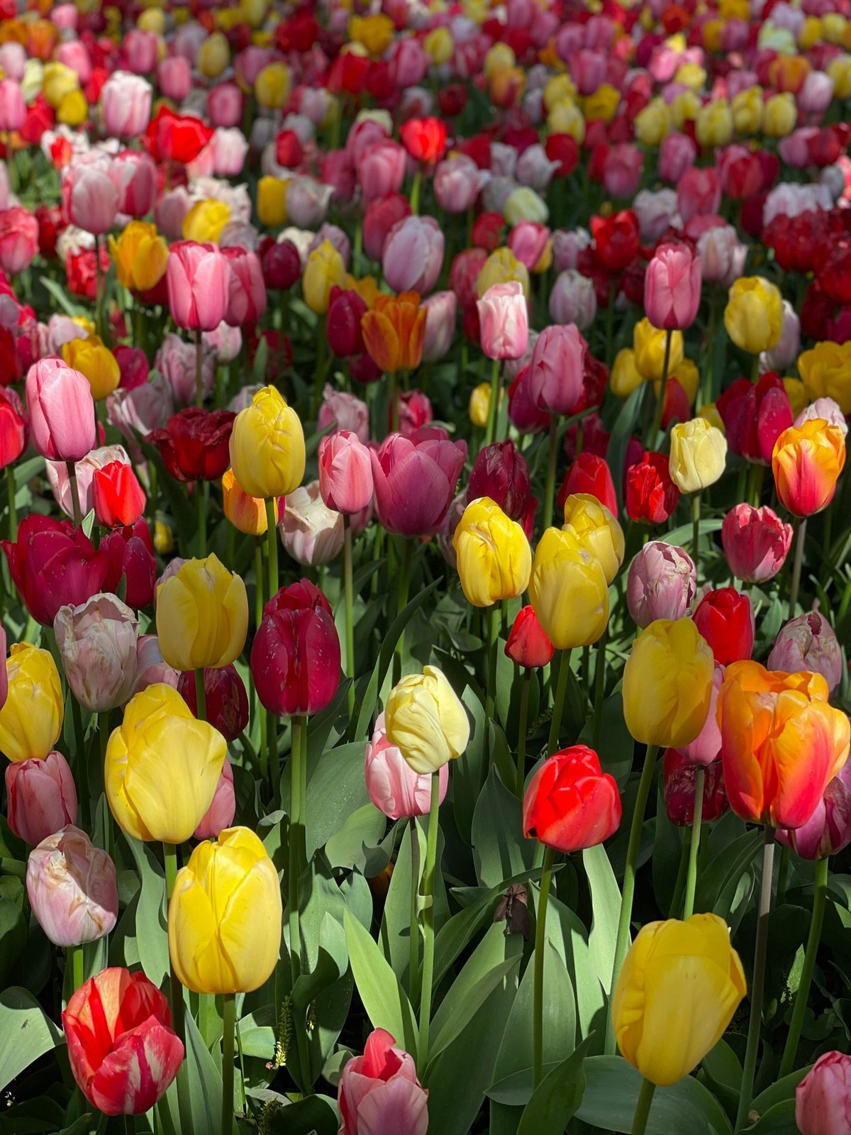 In the Tulip Rain