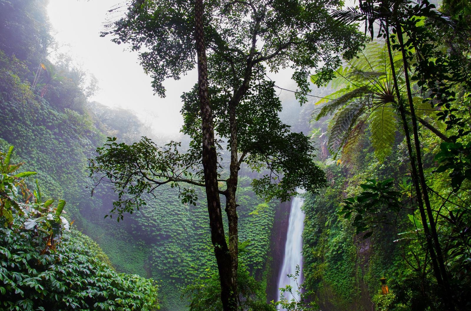 Whispers of the Amazon